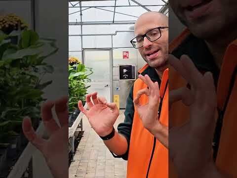 Limone, Citrus Limon (no frutti) - vaso Ø20 cm