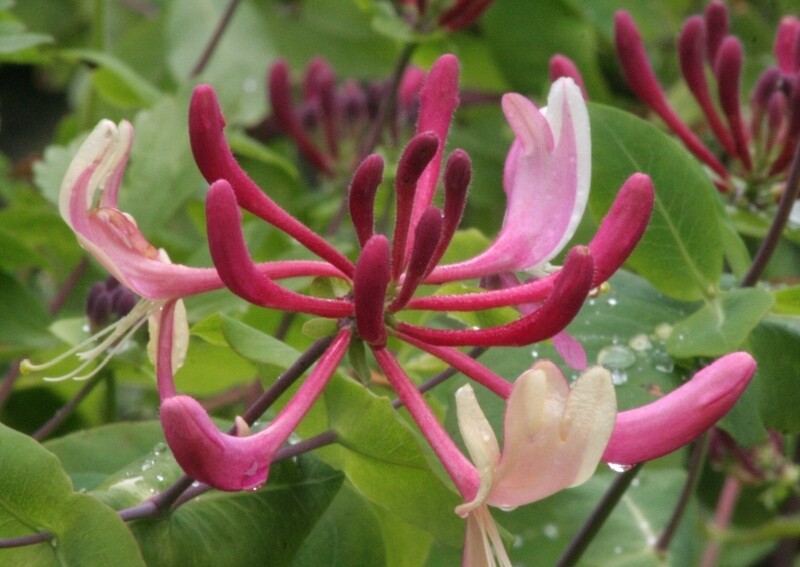 Caprifoglio, Lonicera henryi, Henry - vaso Ø17 cm,  h 50 cm