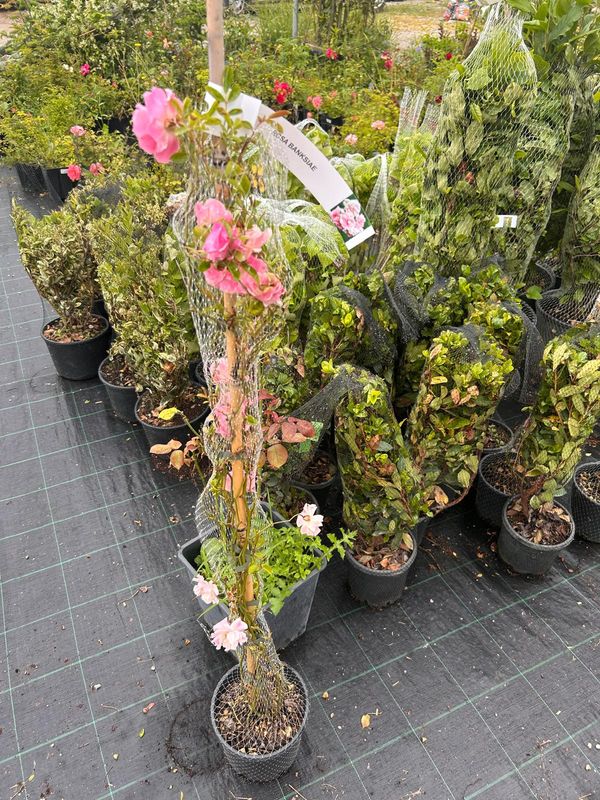 Rosa Banksiae, Banksie, Banksia, Banksi, col. ROSA - vaso Ø18 cm, h 120 cm