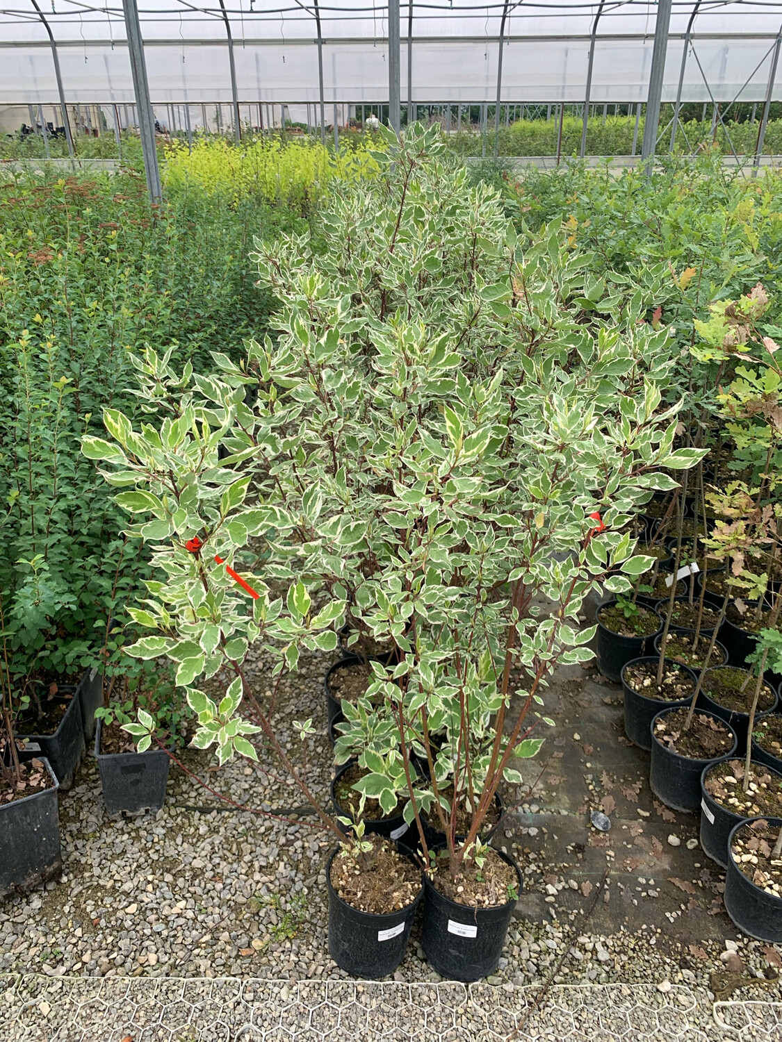 Cornus alba 'Elegantissima' - vaso Ø18 cm Cornus alba 'Elegantissima' - vaso Ø18 cm