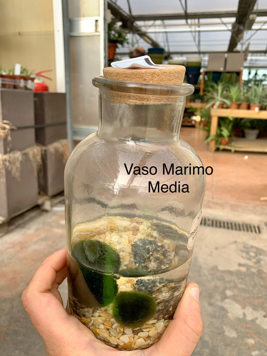 Marimo - Alga palla - Aegagropila linnaei - tg media 1 palla grande Marimo - Alga palla - Aegagropila linnaei - tg media 1 palla grande