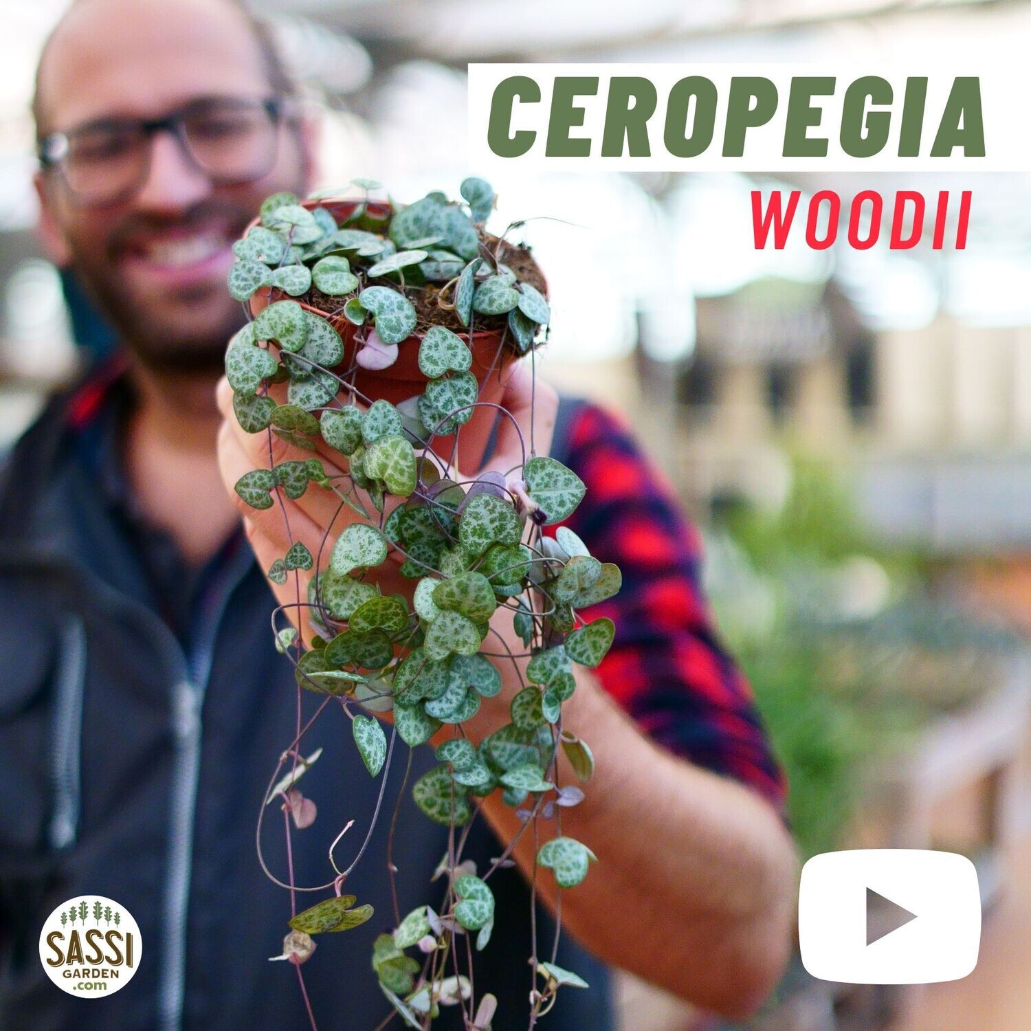 Ceropegia Woodii, Collana di Cuori, String of Hearts, Collana d'Amore - vaso Ø12 cm