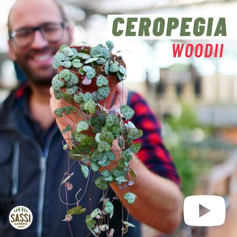 Ceropegia Woodii, Collana di Cuori, String of Hearts, Collana d'Amore - vaso Ø12 cm