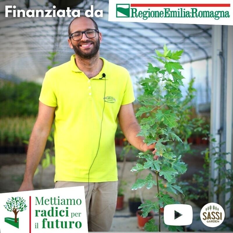 MRPF Acer Saccharinum, Acero Saccarino/Acero Argenteo - ALBERO IN VASO ALTO> 1,5 m