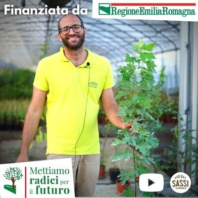 MRPF Acer Saccharinum, Acero Saccarino/Acero Argenteo - ALBERO IN VASO ALTO> 1,5 m