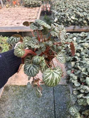 Saxifraga Stolonifera vaso 14
