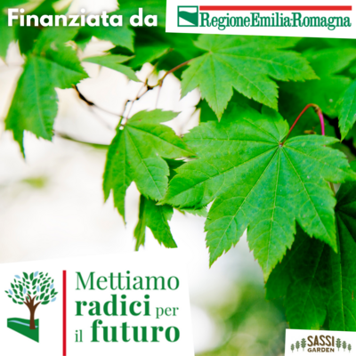 MRPF Acer pseudoplatanoides, Acer pseudoplatanus/Acero Montano - ALBERO IN VASO ALTO> 1,5 m