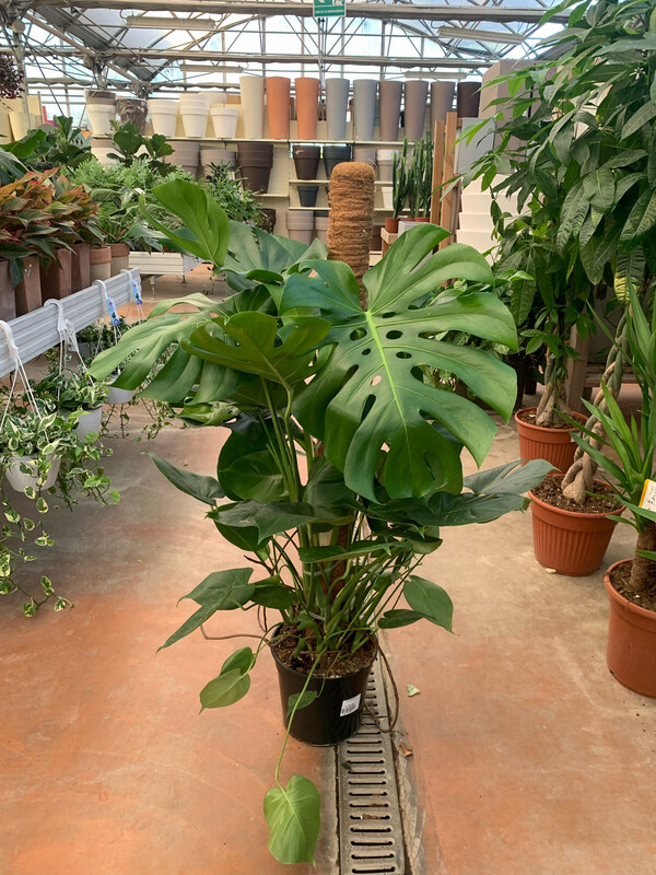 Monstera deliciosa - Philodendron Pertusum - vaso Ø 26 cm, h 110/120 cm con bastone muschiato
