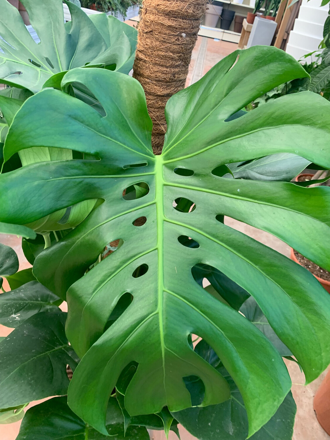 Monstera deliciosa - Philodendron Pertusum - vaso Ø 26 cm, h 110/120 cm con bastone muschiato Monstera deliciosa - Philodendron Pertusum - vaso Ø 26 cm, h 110/120 cm con bastone muschiato