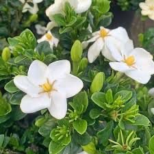 Gardenia jasminoides 'Kleim's Hardy' - vaso Ø18 cm SCD Gardenia jasminoides 'Kleim's Hardy' - vaso Ø18 cm SCD