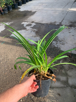 Agapanthus umbellatus, Agapanto Blue - vaso Ø18 cm