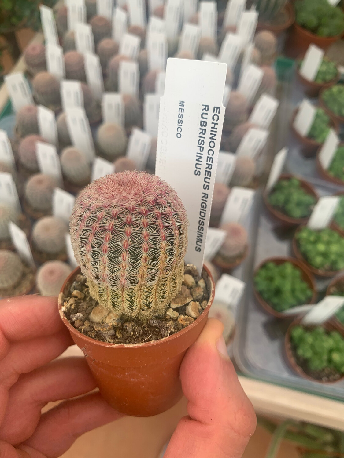 Echinocereus Rigidissimus Rubrispinus - vaso Ø5,5 cm Echinocereus Rigidissimus Rubrispinus - vaso Ø5,5 cm