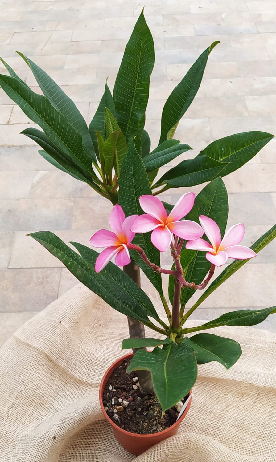 Plumeria rubra, frangipani, frangipane vaso 17 Plumeria rubra, frangipani, frangipane vaso 17