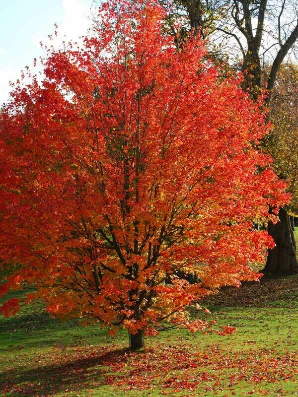 Acer pseudoplatanoides, Acero Montano/Albero - vaso Ø26 cm H 180/200cm INCANNATO