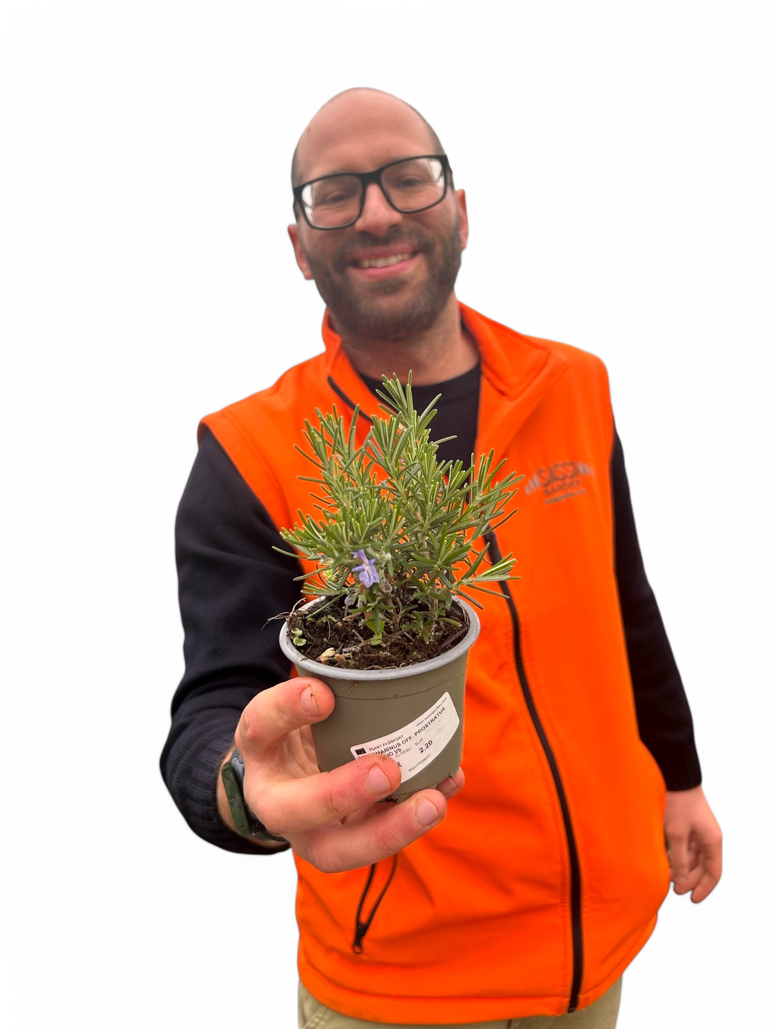 Rosmarino prostrato, Rosmarinus officinalis prostatus - vaso Ø9 cm
