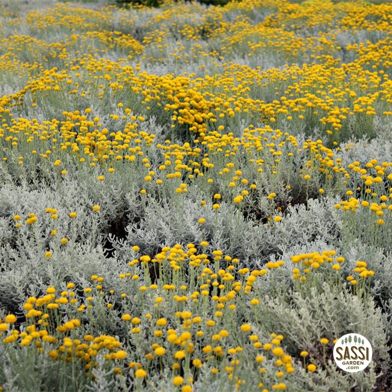 Helichrysum italicum, Elicrisio - vaso Ø9 cm