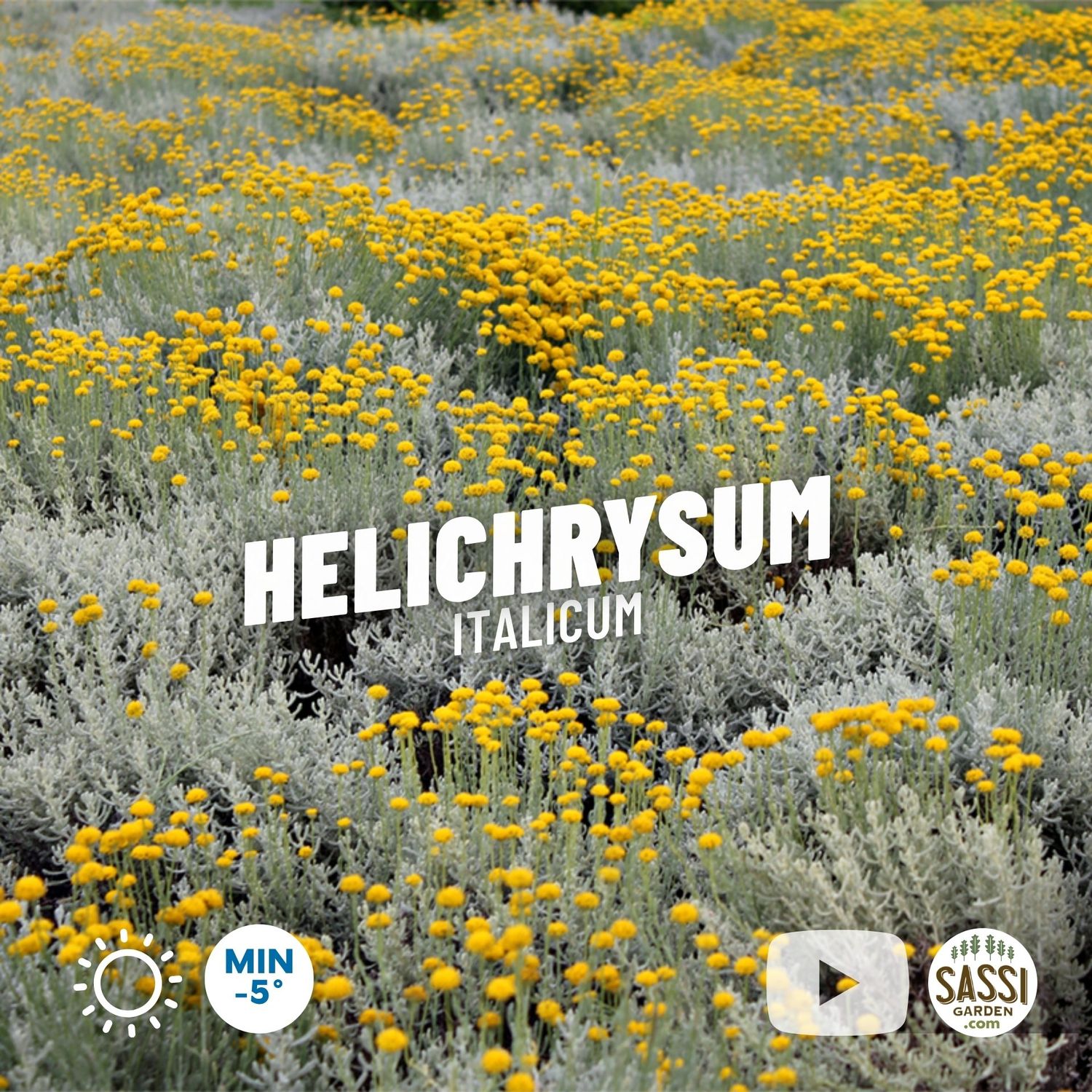 Helichrysum italicum, Curry Plant - pot Ø19 cm