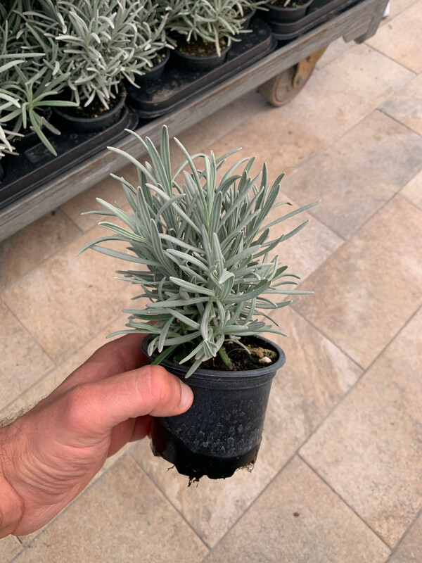 Lavanda Angustifolia, Lavandula - vaso Ø9 cm