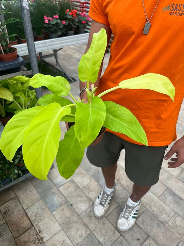 Philodendron Malay Gold, Filodendro - vaso Ø12 cm