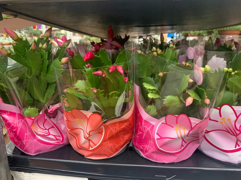 Schlumbergera, Natalina, Lingua di suocera, Cactus di Natale - vaso Ø9 cm