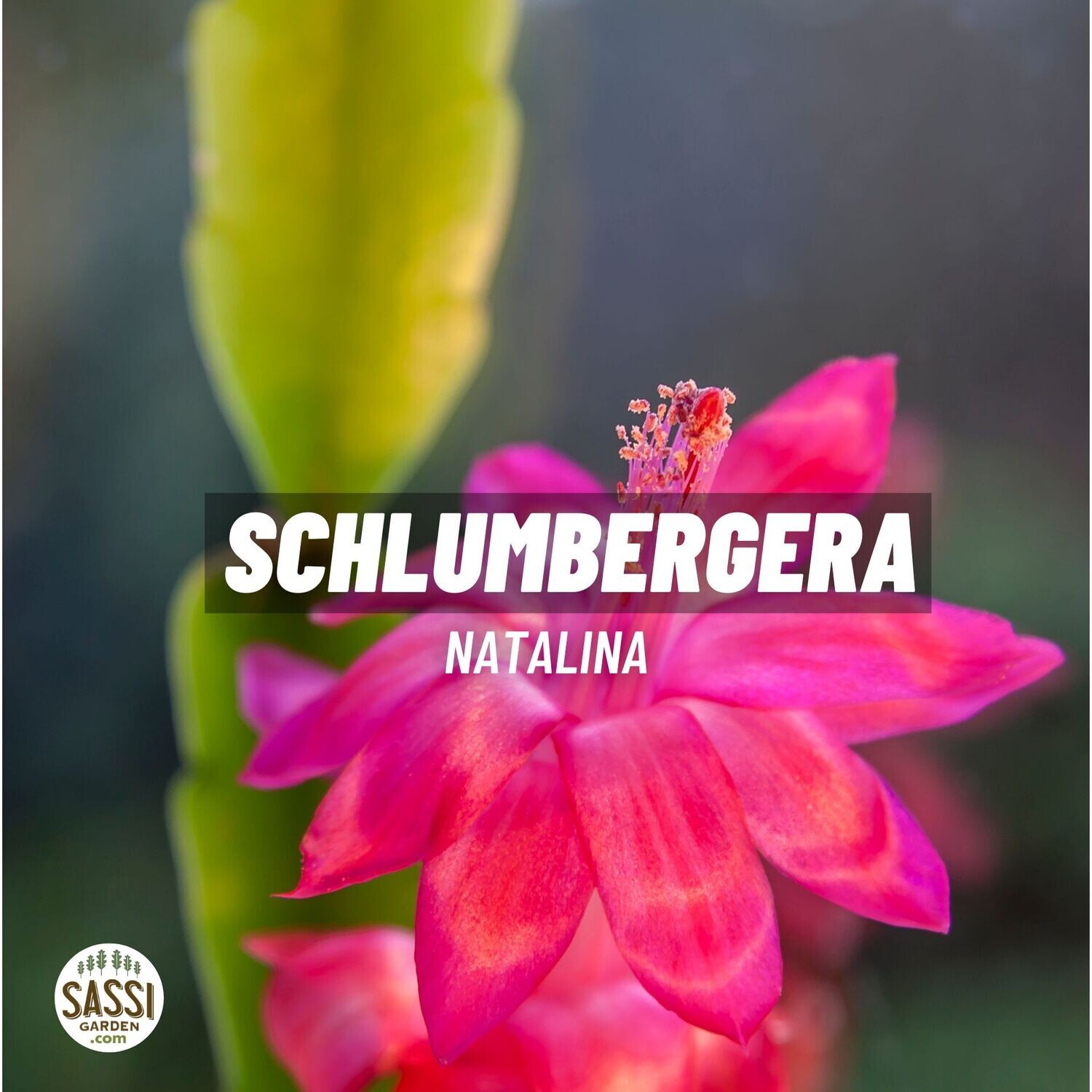 Schlumbergera, Natalina, Lingua di suocera, Cactus di Natale  - vaso Ø9 cm