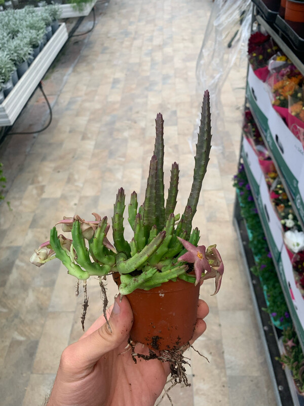 Stapelia Diversata, 'Fiore di Carogna' - vaso Ø8,5 cm