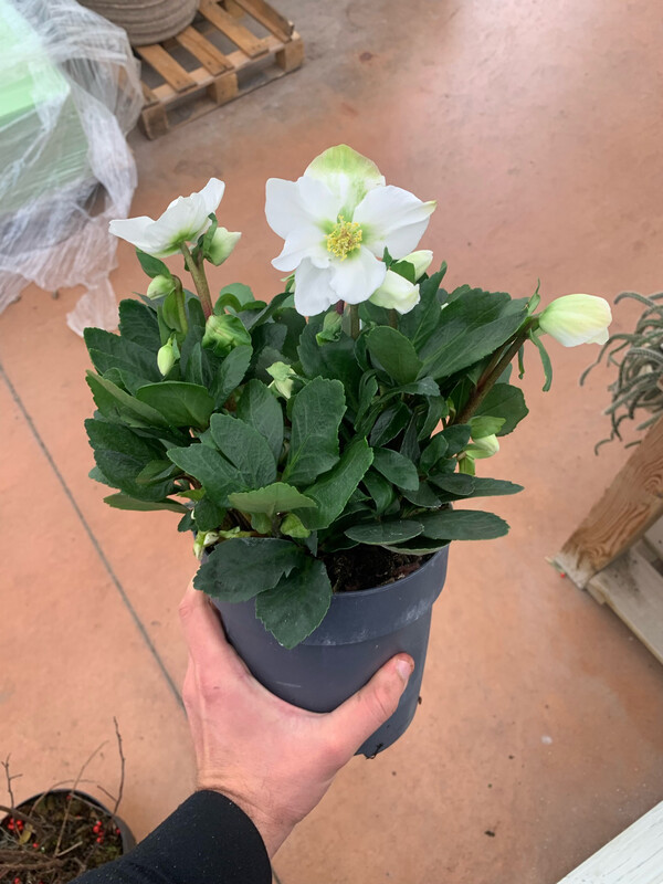 Helleborus Niger "Christmas Carol", Helleboro, Elleboro, Rosa di Natale - vaso Ø17 cm