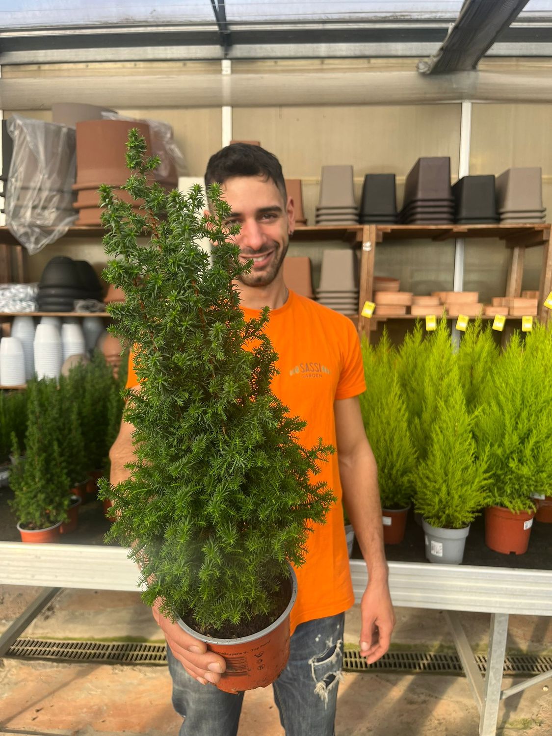 Chamaecyparis pisifera 'Top Point' - vaso Ø13 cm