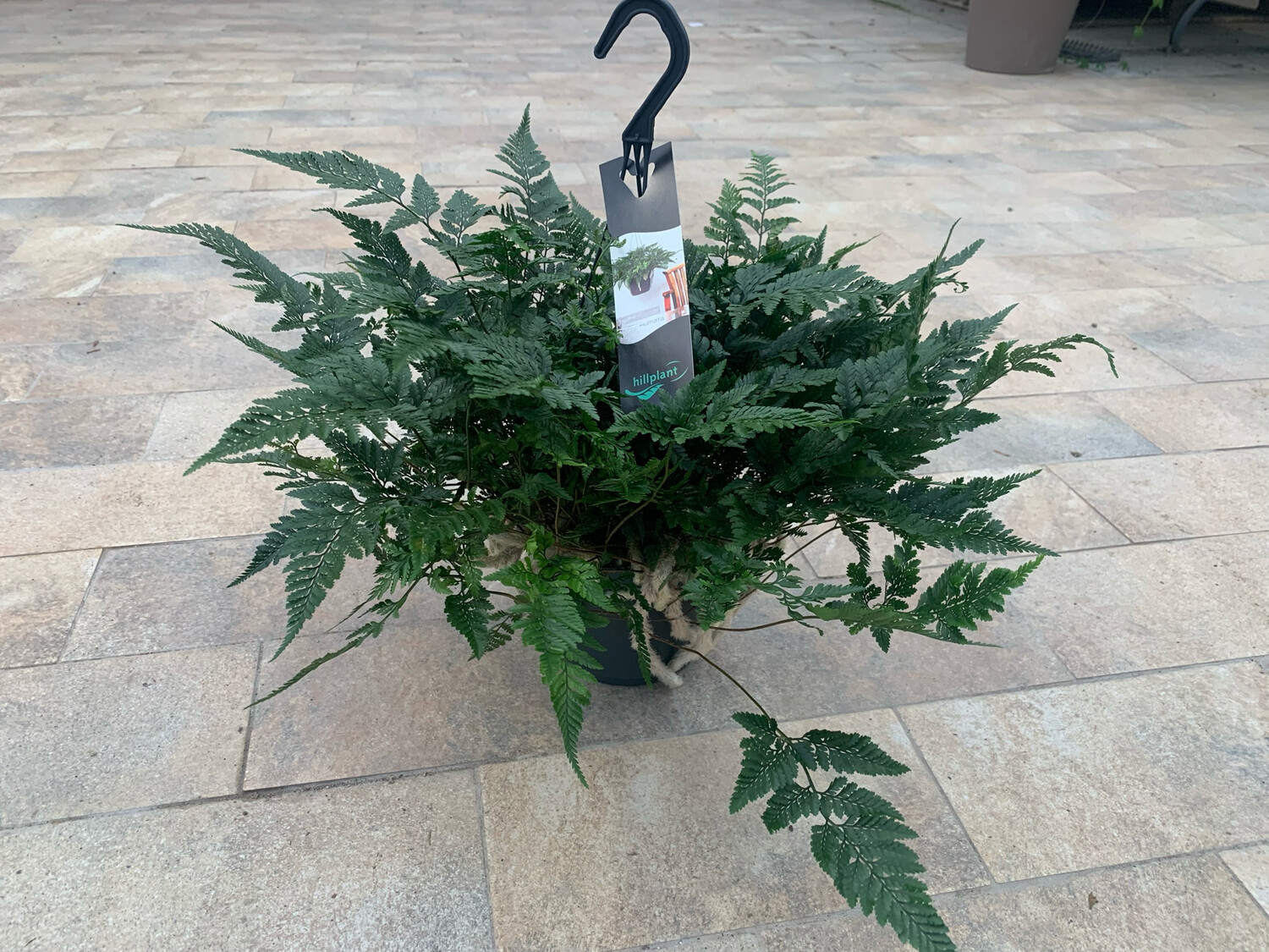 Felce zampa di Lepre, Humata tyermannii - basket Ø17 cm