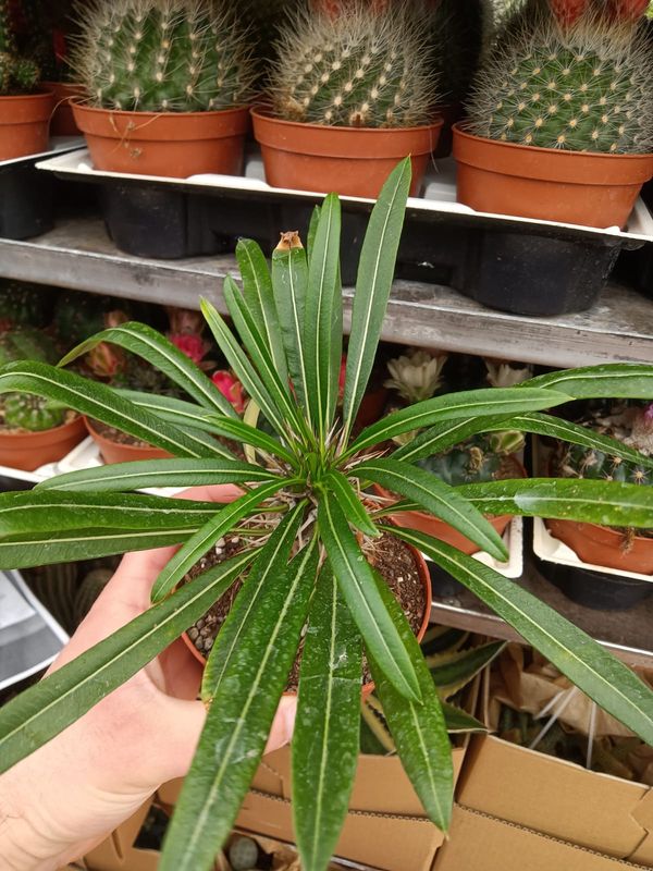 Pachypodium lamerei - Palma del Madagascar - v10