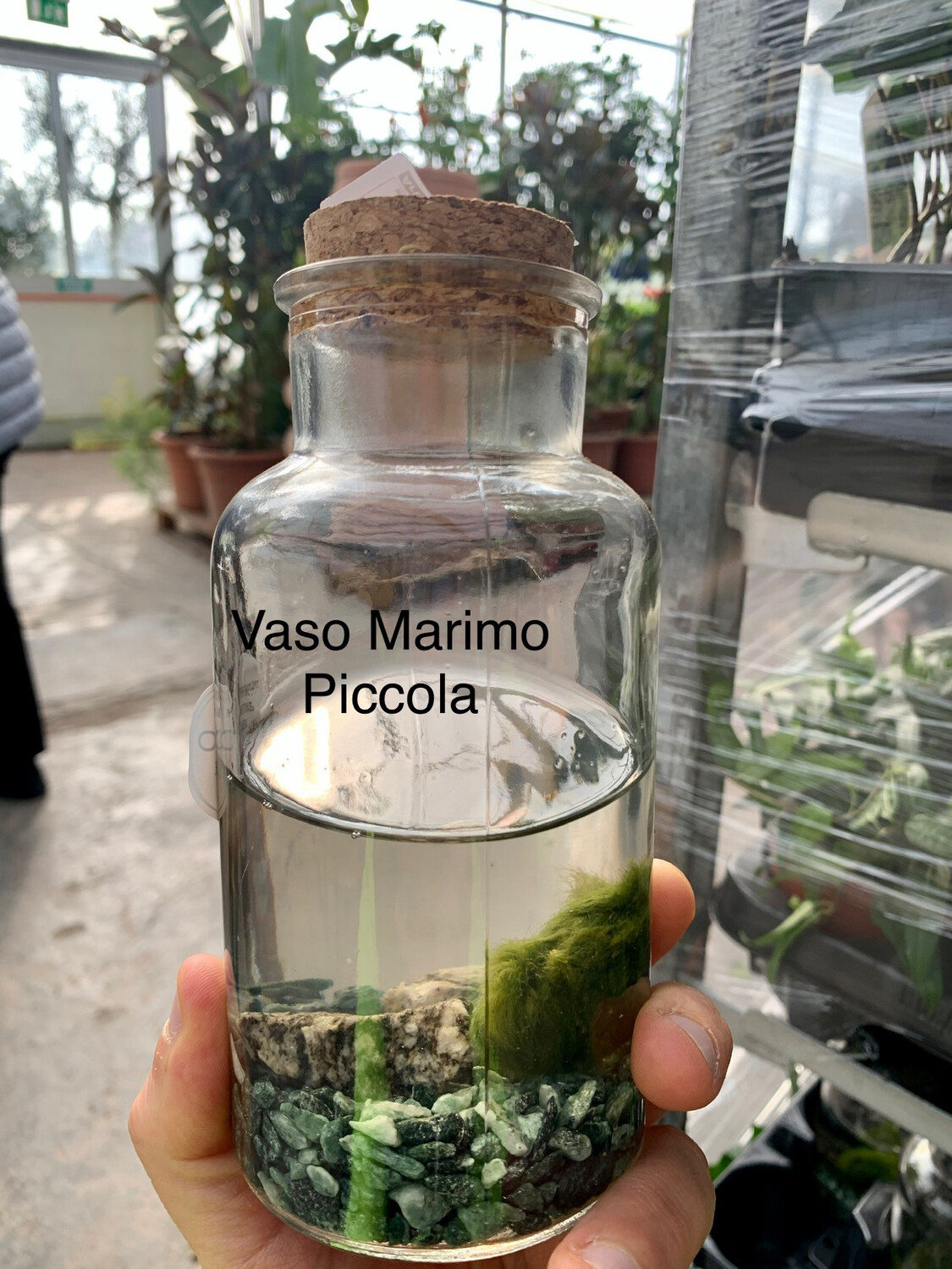 Marimo - Alga palla -  Aegagropila linnaei - tg mini 1 palla