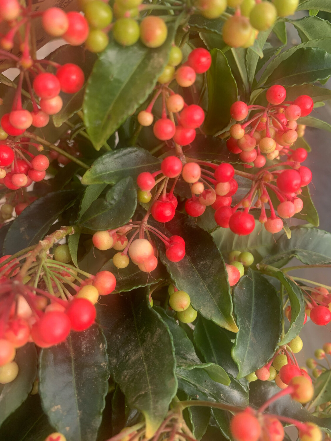 Ardisia Crenata - vaso Ø14 cm Ardisia Crenata - vaso Ø14 cm