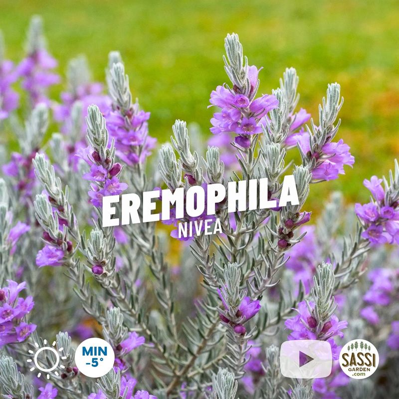 Eremophila Nivea, Silky Emu Bush - pot Ø17 cm