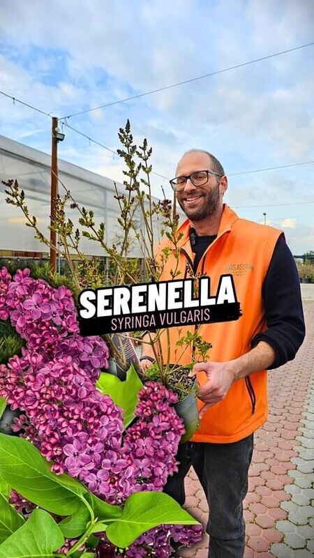 Serenella, Syringa vulgaris, Lillà comune - vaso Ø11 cm h, 20-30 cm