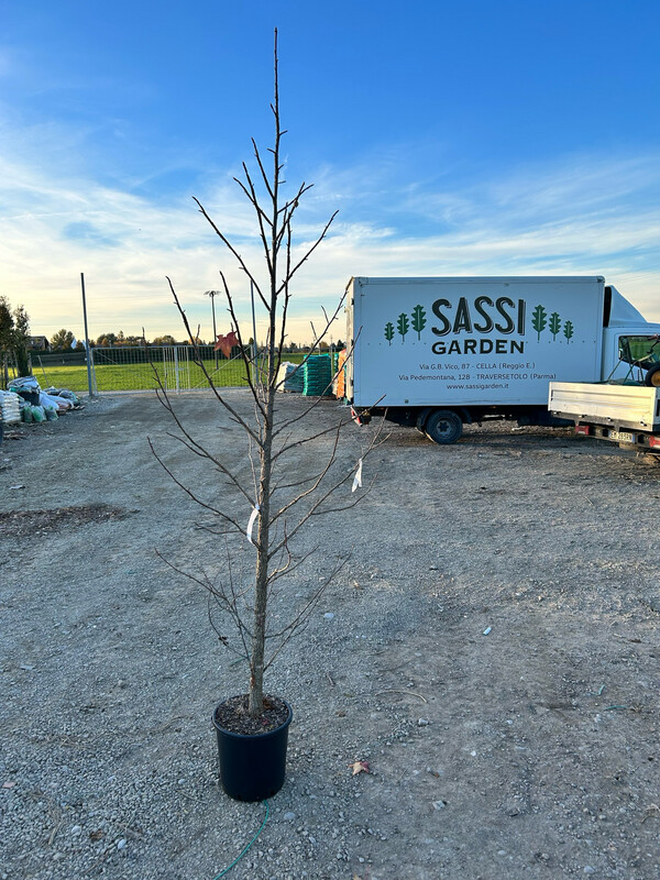 Liquidambar styraciflua, Storace americano - vaso Ø28 cm, h 180 - 190 cm