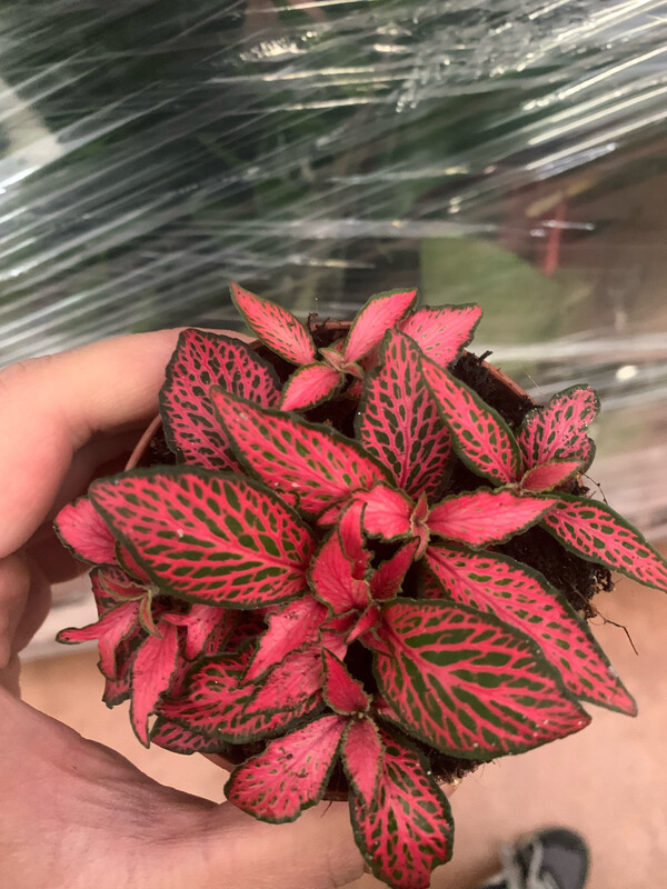 Fittonia 'Forest Flame' - vaso Ø7 cm Fittonia 'Forest Flame' - vaso Ø7 cm