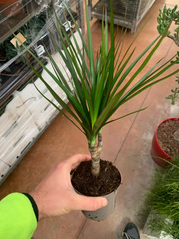 Dracena Marginata, Dracaena - vaso Ø12 cm, 1 testa