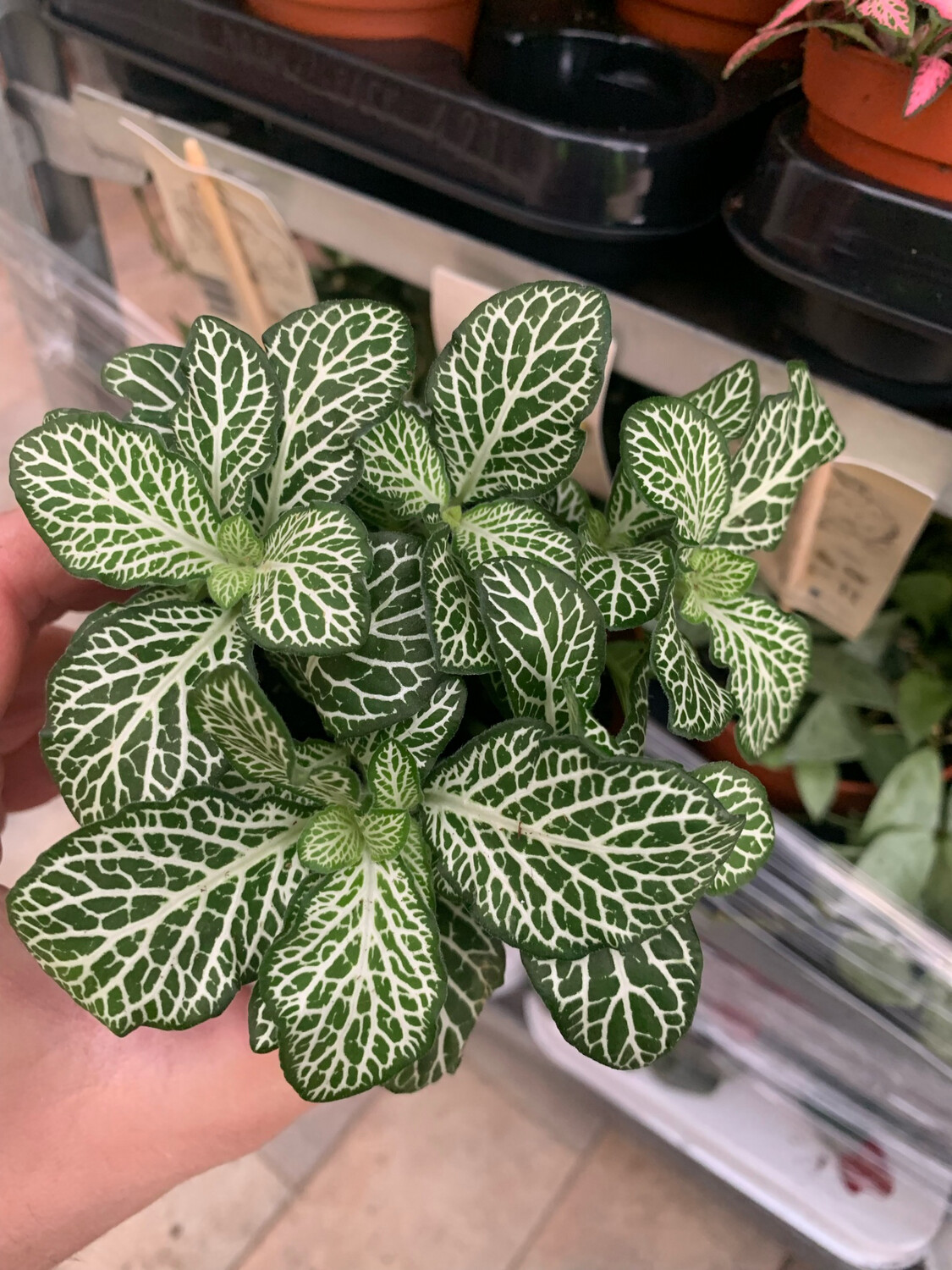 Fittonia 'white forest' - vaso Ø8,5 cm Fittonia 'white forest' - vaso Ø8,5 cm