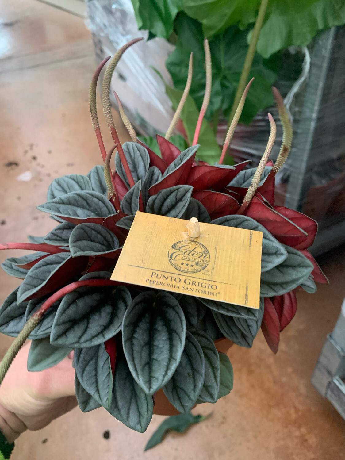 Peperomia Caperata 'Santorini' - vaso Ø12 cm