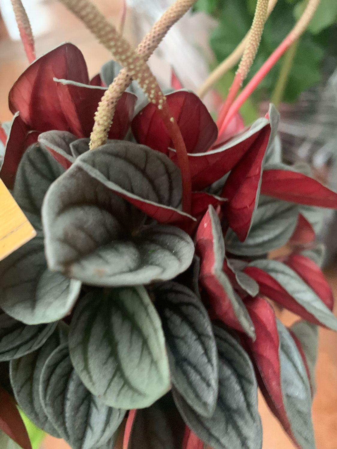 Peperomia Caperata 'Santorini' - vaso Ø12 cm Peperomia Caperata 'Santorini' - vaso Ø12 cm