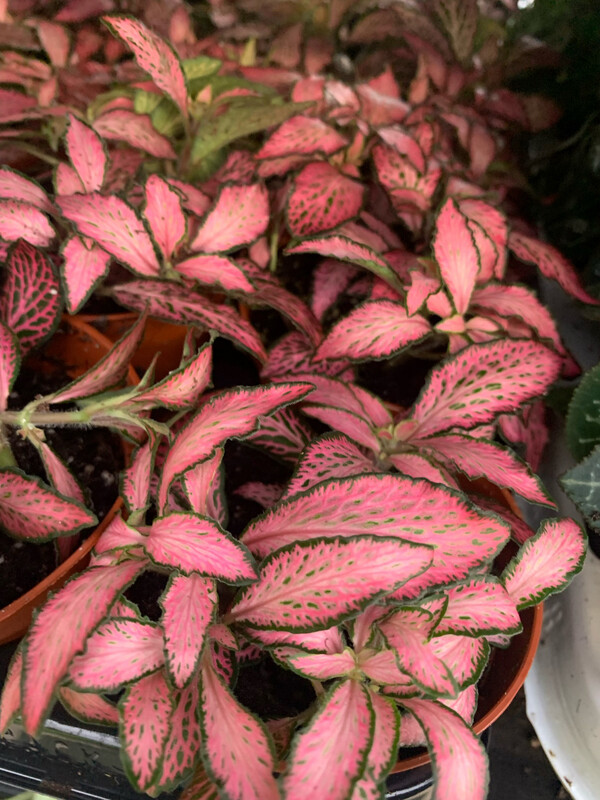Fittonia 'Pink Forest' - vaso Ø8,5 cm Fittonia 'Pink Forest' - vaso Ø8,5 cm