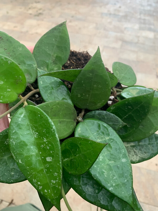 Hoya Parasitica 'Black Edge' - vaso Ø6 cm