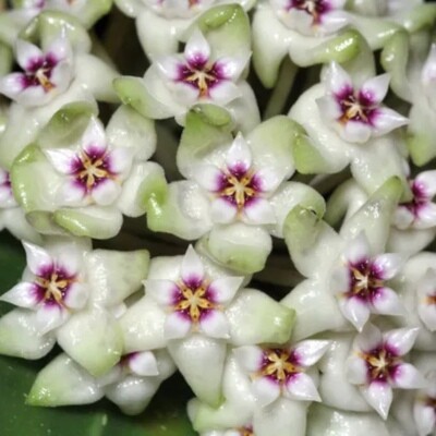 Hoya Parasitica 'Black Edge' - vaso Ø6 cm Hoya Parasitica 'Black Edge' - vaso Ø6 cm