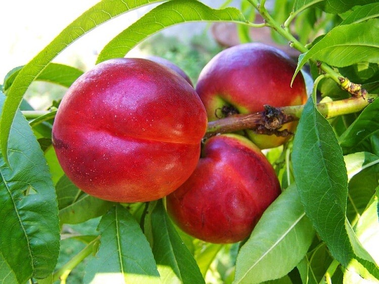 Pesca Noce Stark Red Gold, Prunus persica var. nucipersica 'Stark Red Gold' - vaso Ø25 cm Pesca Noce Stark Red Gold, Prunus persica var. nucipersica 'Stark Red Gold' - vaso Ø25 cm