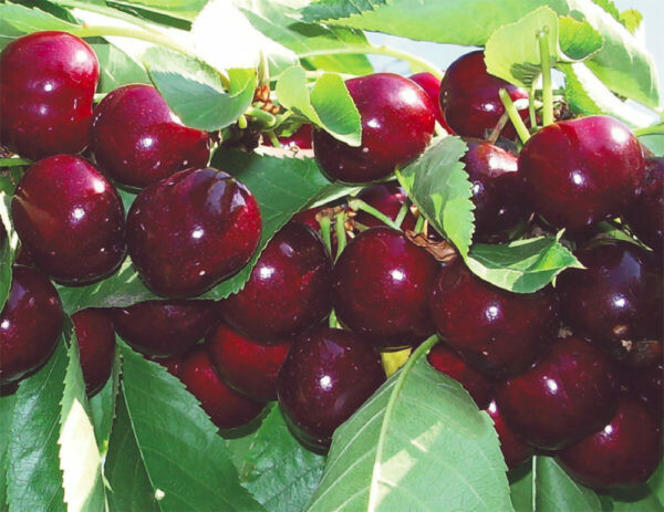 Ciliegio Lapins, Prunus avium 'Lapins' - vaso Ø25 cm Autofertile