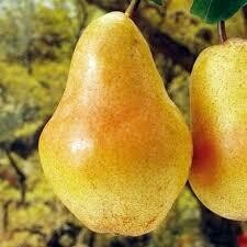 Pero  William bianco, Pera, Pyrus communis -  vaso Ø27 cm