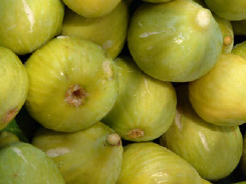 Fico Brogiotto Bianco, Ficus carica - vaso Ø26 cm