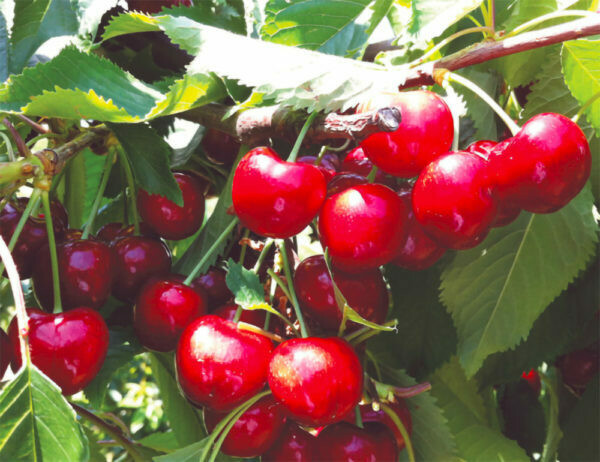 Ciliegio Giorgia, Prunus Avium 'Giorgia' - vaso Ø25 cm AUTOFERTILE
