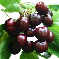 Ciliegio Black Star, Prunus avium 'Black Star', Ciliegio autofertile - vaso Ø24 cm