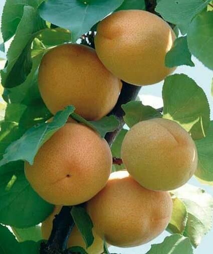 Albicocco Cremonini, Prunus armeniaca 'Cremonini' - vaso Ø24 cm Albicocco Cremonini, Prunus armeniaca 'Cremonini' - vaso Ø24 cm